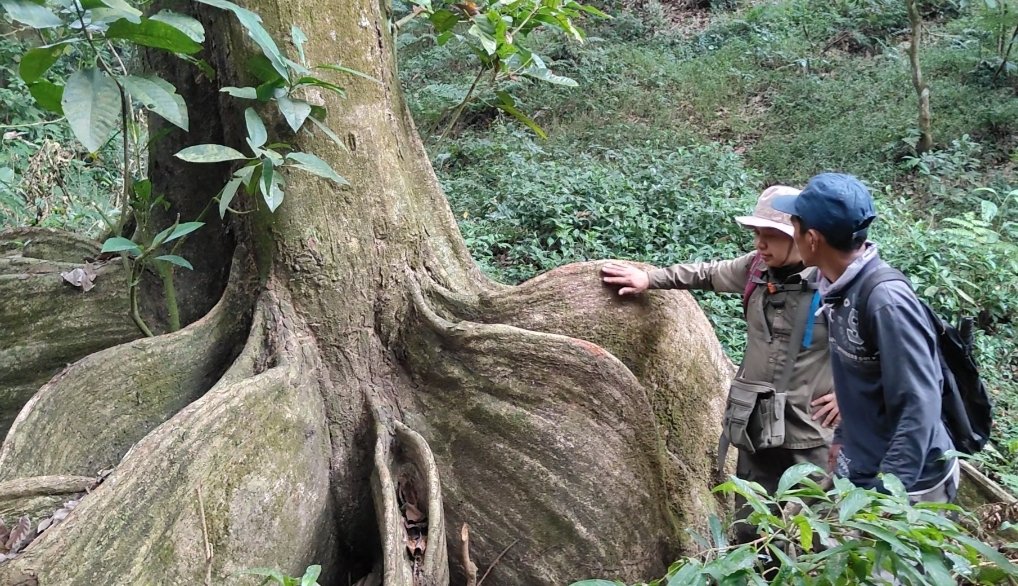 Ditemukan Akar Pohon Berbunyi Alunan Musik Berirama di Hutan Mojokerto