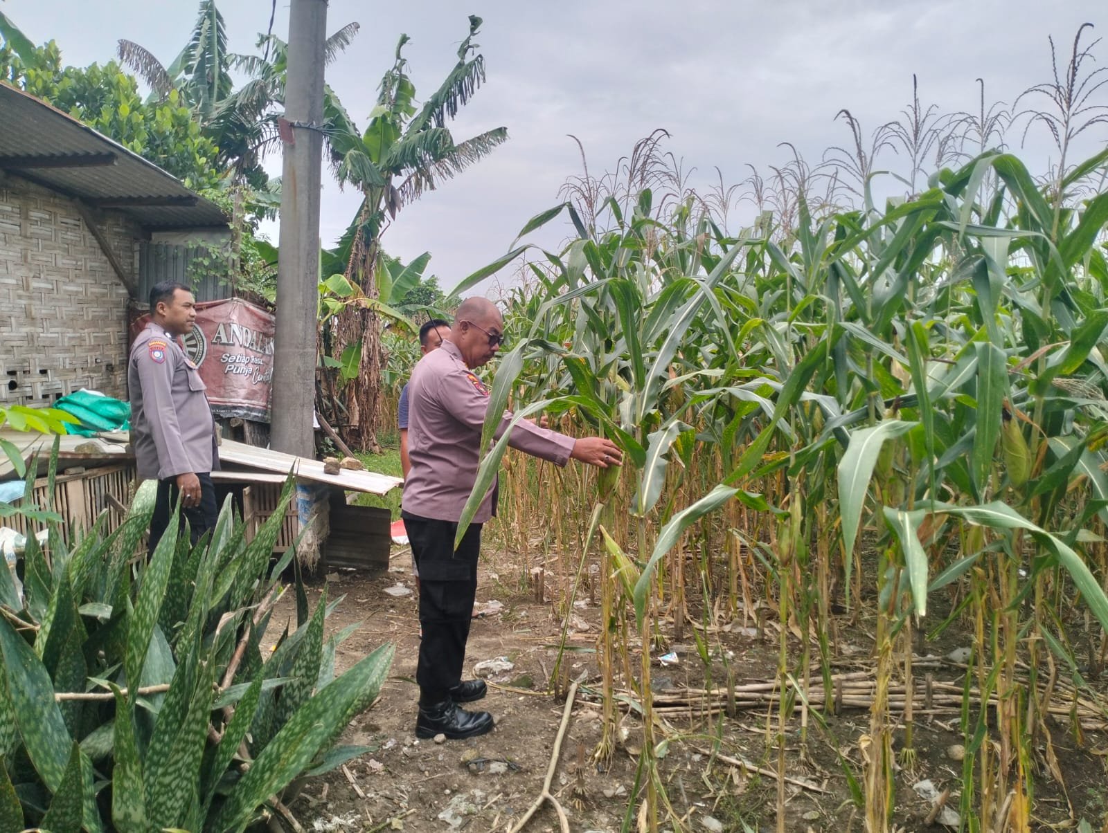 Sambang Petani, Kapolsek Kemlagi Cek Lahan Jagung Dukung Program Ketahanan Pangan