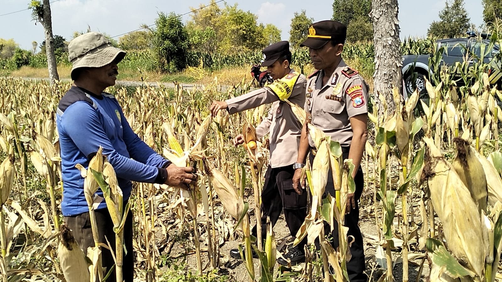 Kapolsek Dawarblandong IPTU Muslimin bersama Bhabinkamtibmas Desa Suru Aipda Rochman Edi Melaksanakan sambang ke lokasi panen jagung milik warga,
