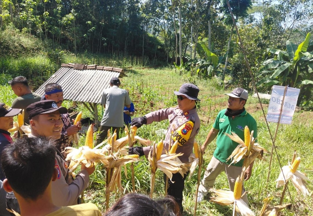 Polres Pacitan Genjot Produktivitas Jagung di Bandar, Dampingi Petani dan Evaluasi Kualitas Benih Polres Pacitan Genjot Produktivitas Jagung di Bandar, Dampingi Petani dan Evaluasi Kualitas Benih